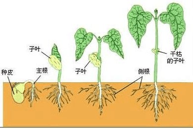 种子的生长条件（种子发芽需要的条件是哪三个）