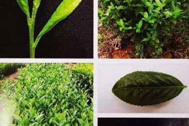 茶树怎么区分品种（各种茶的茶树都一样吗）