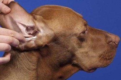 狗耳朵的构造高清图（狗耳朵内部图）