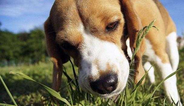 狗狗一般吃什么草（狗狗吃草的原因）